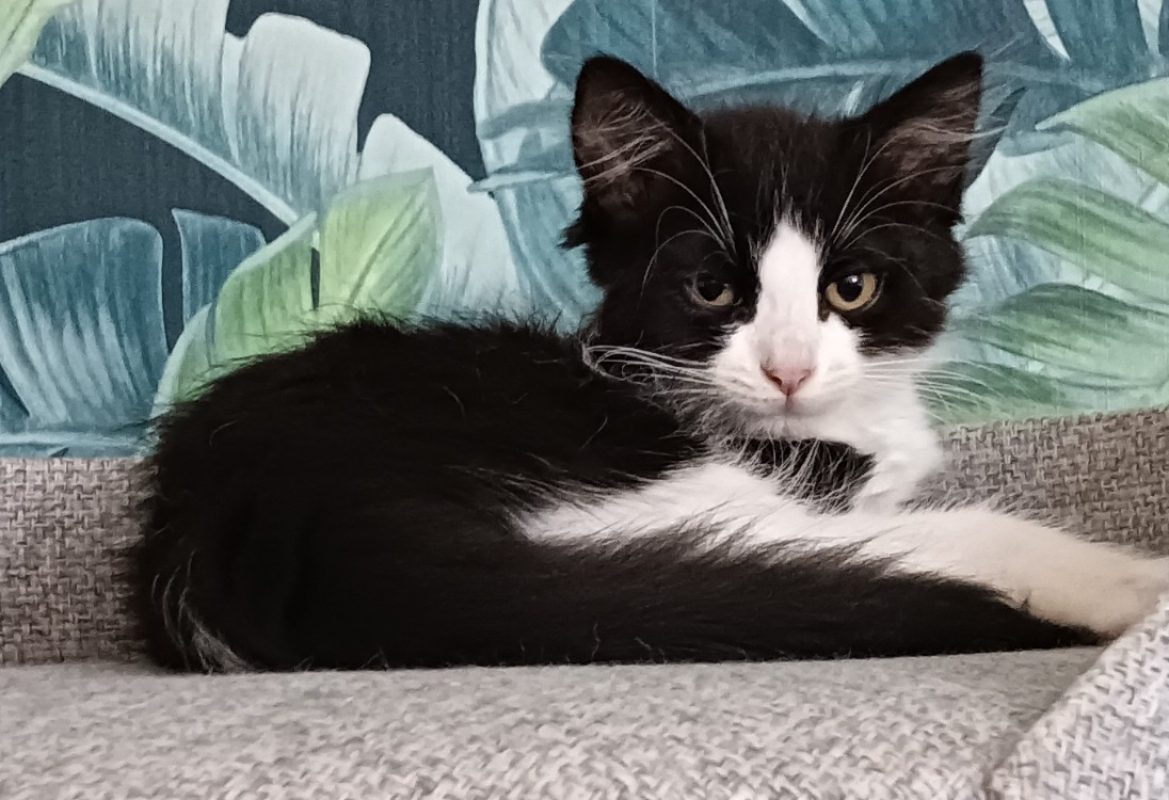 Zoup - Chat à adopter - photo 3