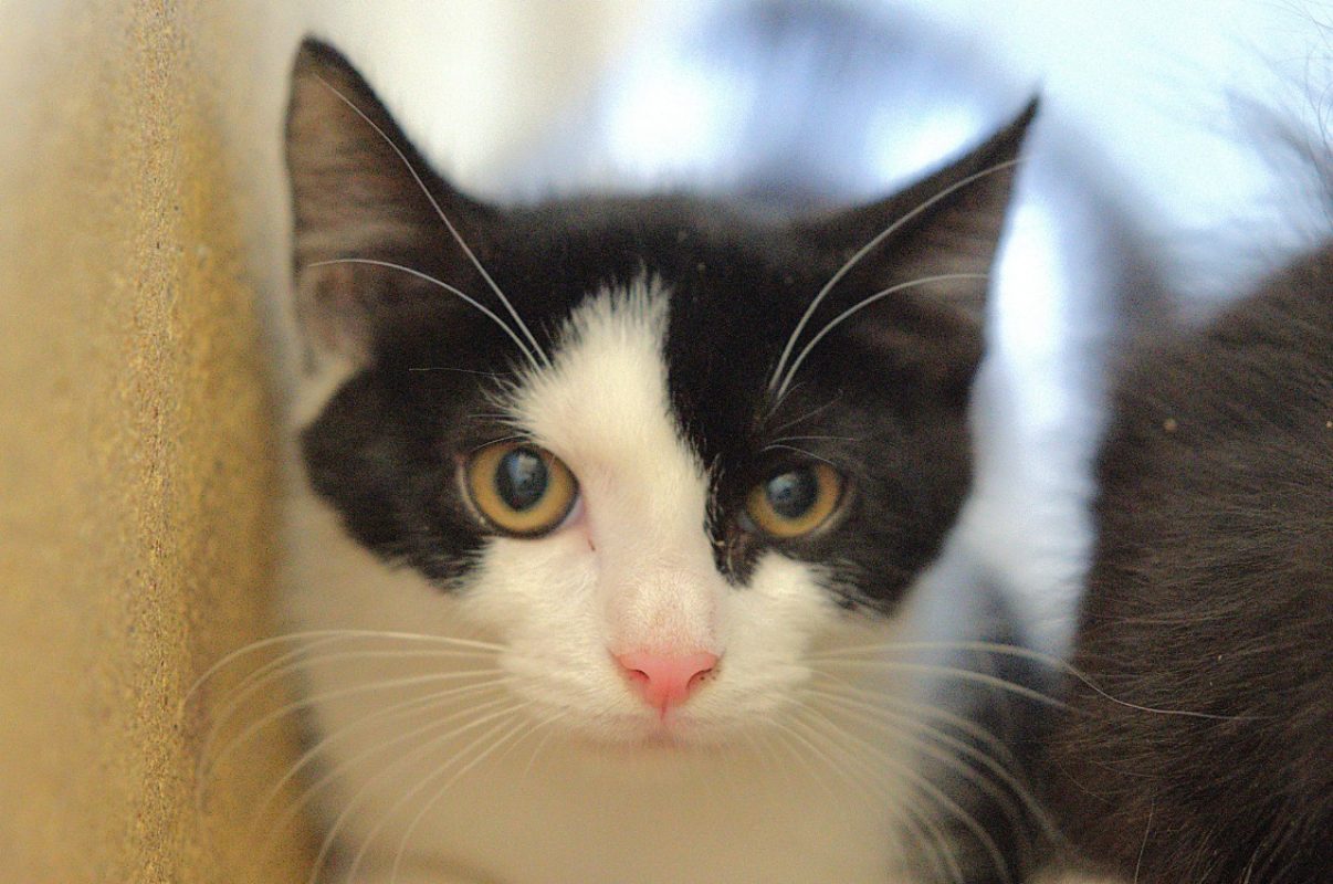 Boom - Chat à adopter