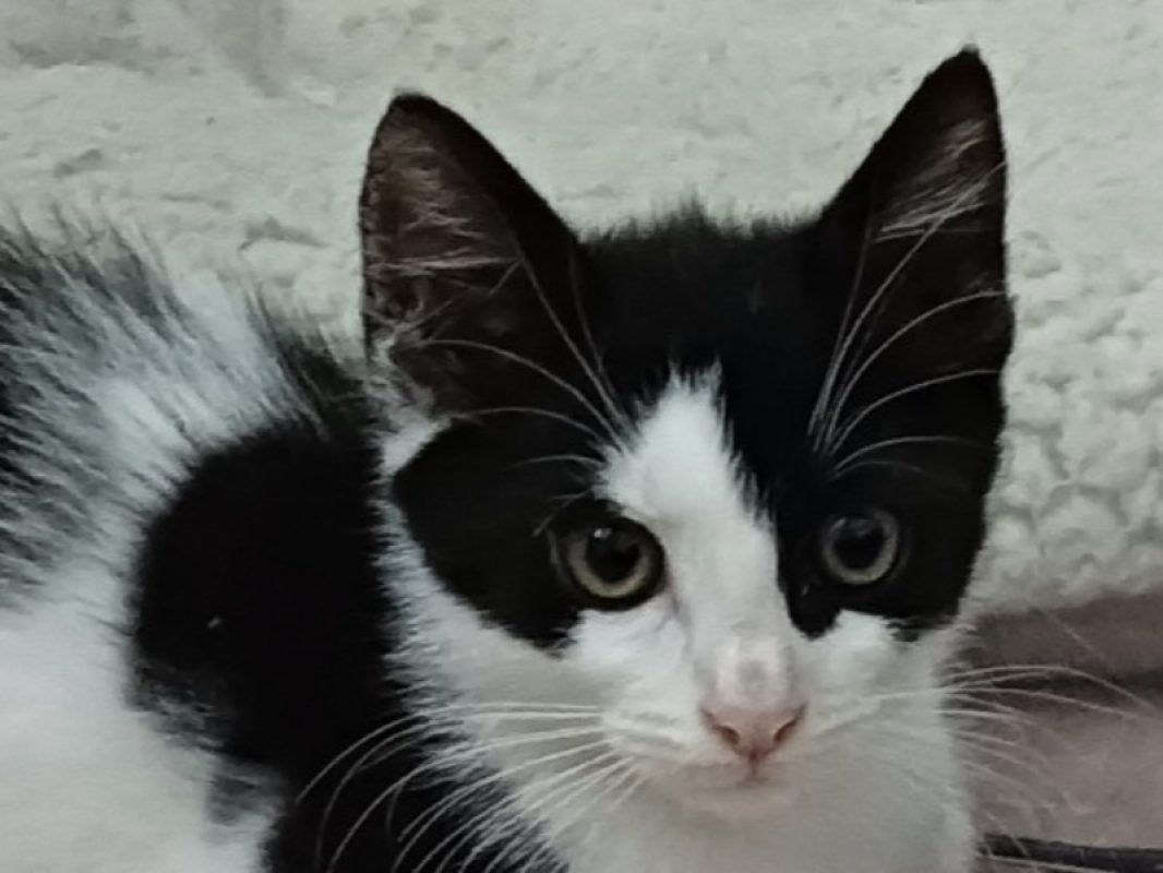 Boom - Chat à adopter - photo 3