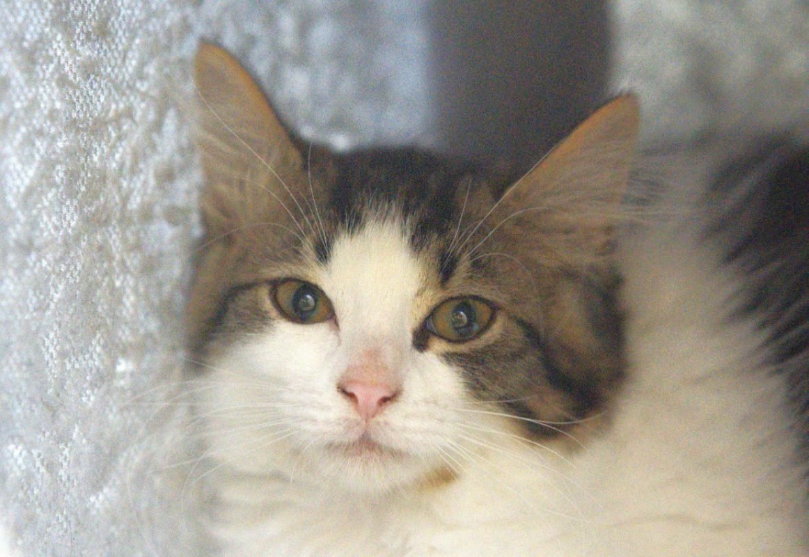 Splash - Chat à adopter