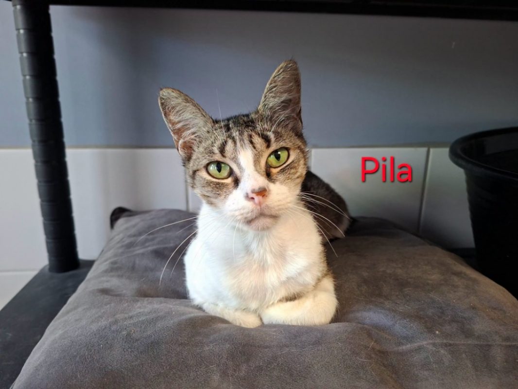 Pila - Chat Européen à adopter