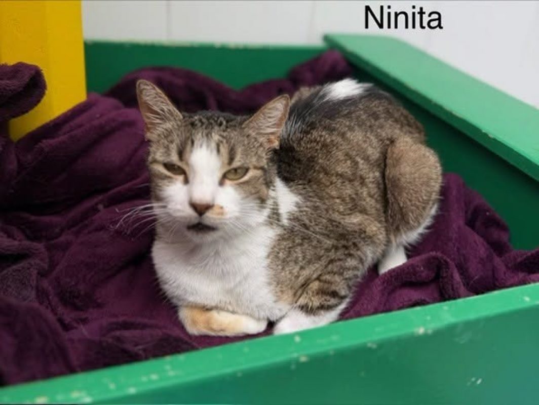 Ninita - Chat Européen à adopter