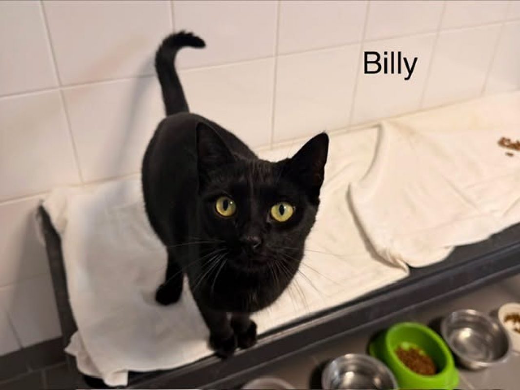 Billy - Chat Européen à adopter