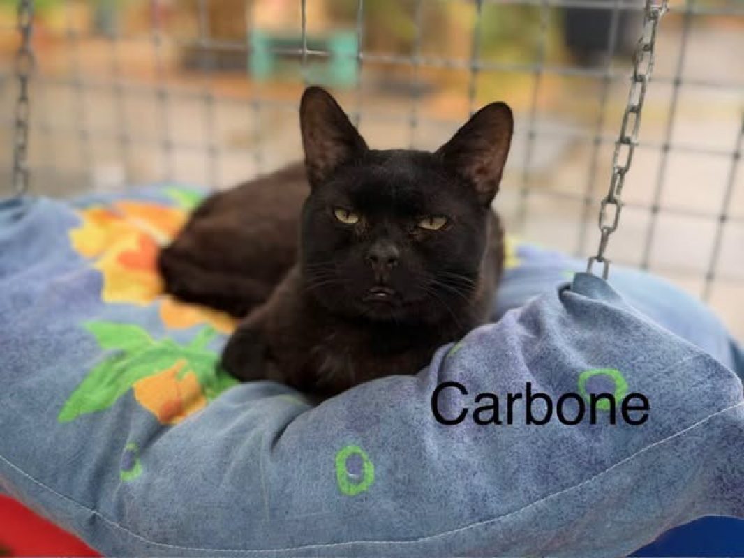 Carbone - Chat Européen à adopter