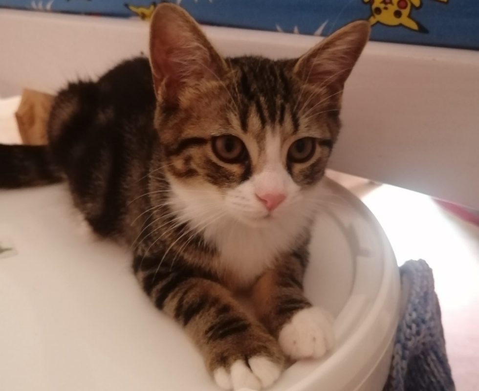 Oseille - Chat Européen à adopter