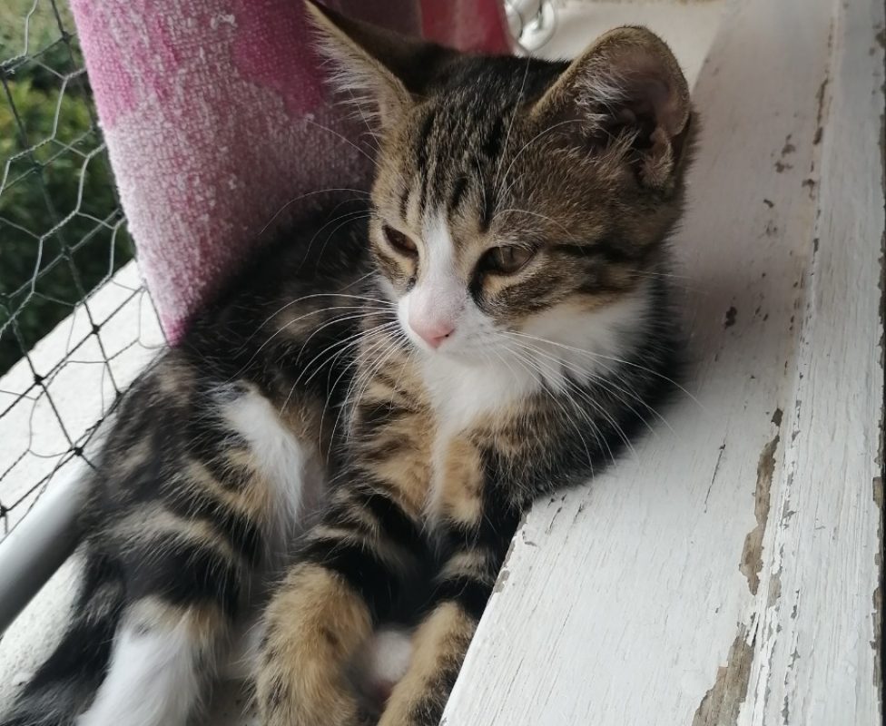 Oseille - Chat Européen à adopter - photo 2