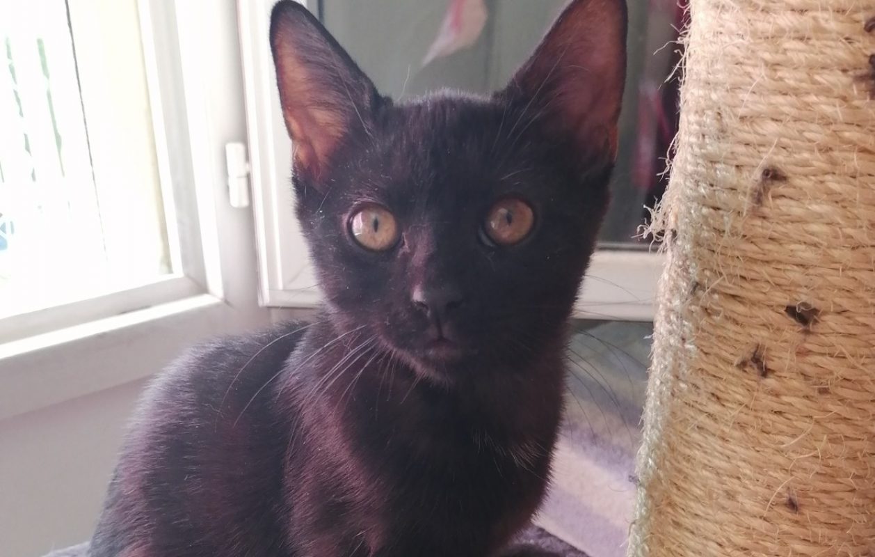 Basilik - Chat Européen à adopter