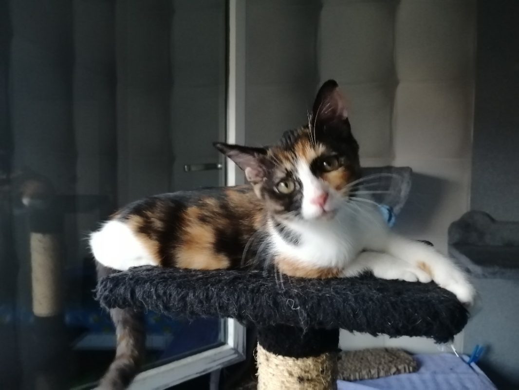 Ciboulette - Chat Européen à adopter