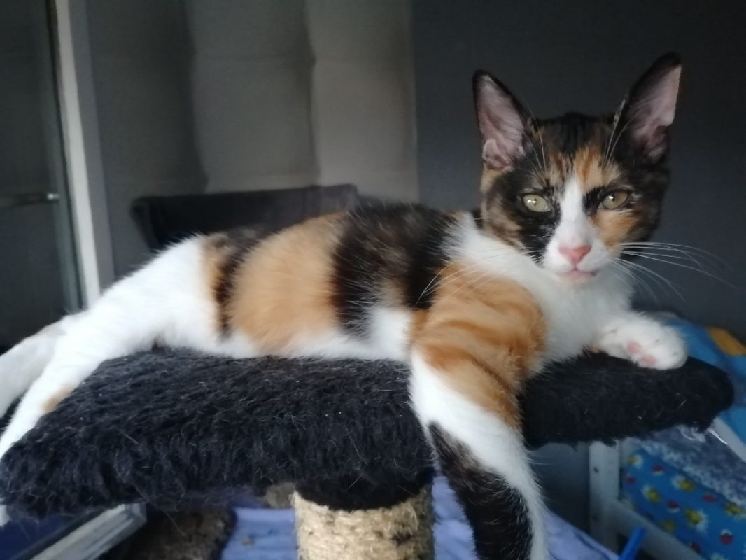 Ciboulette - Chat Européen à adopter - photo 2