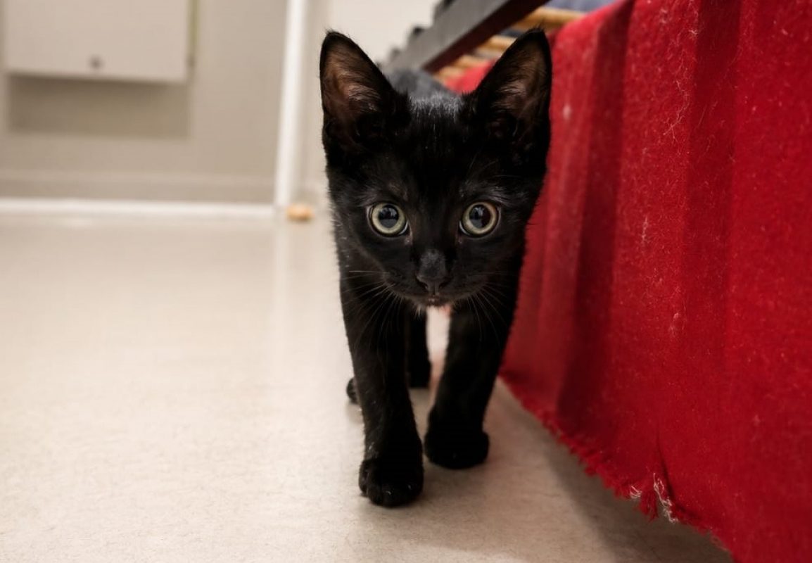 Kiss - Chat Européen à adopter