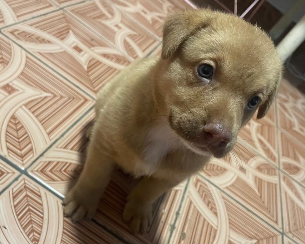 Tik - Chien à adopter