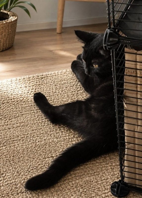 Zorro - Chat Européen à adopter - photo 2