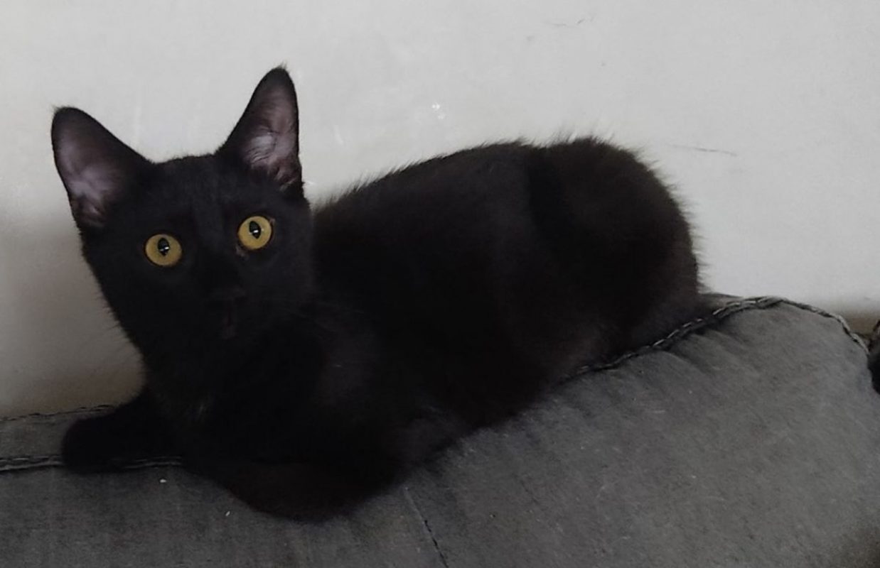 Zorro - Chat à adopter - photo 6
