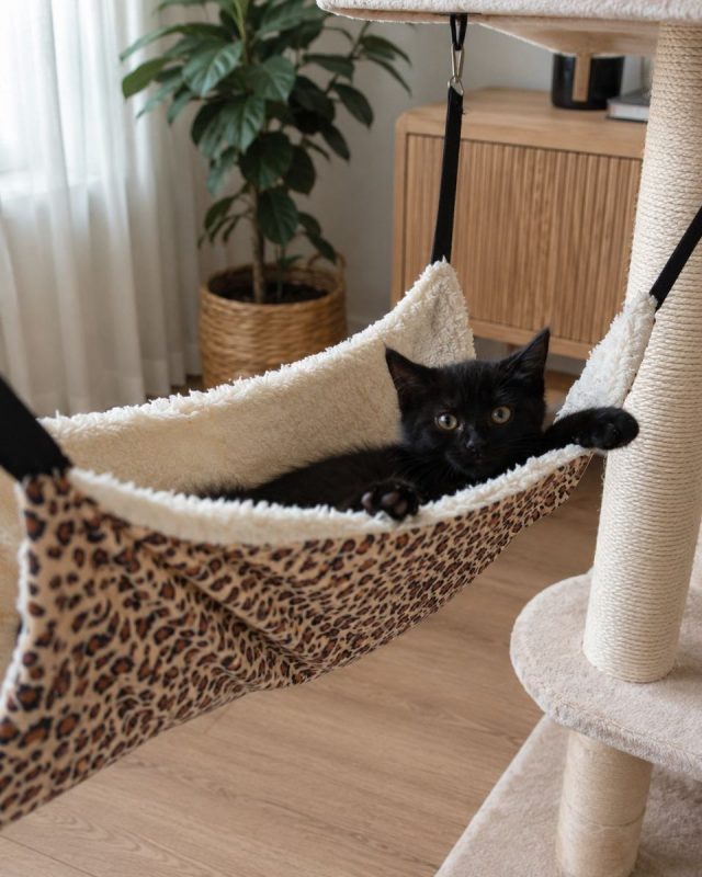 Zorro - Chat Européen à adopter - photo 3