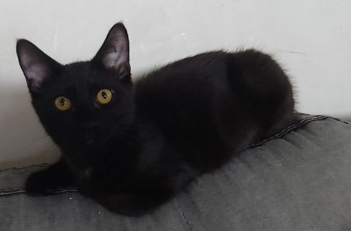 Zorro - Chat à adopter - photo 4