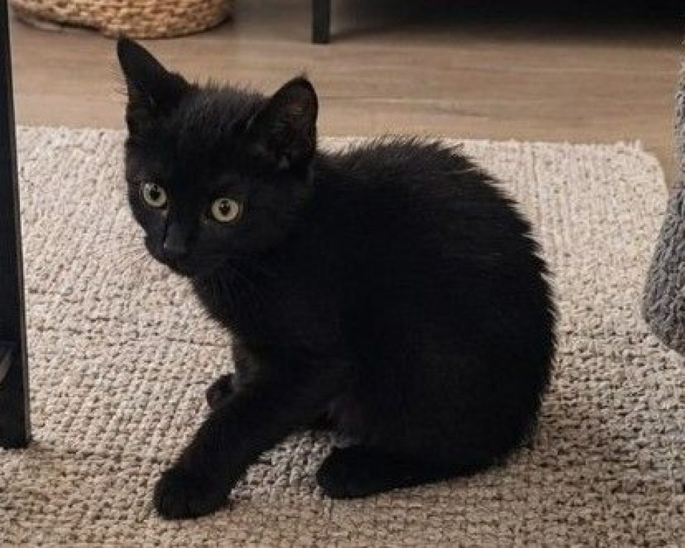 Zorro - Chat Européen à adopter