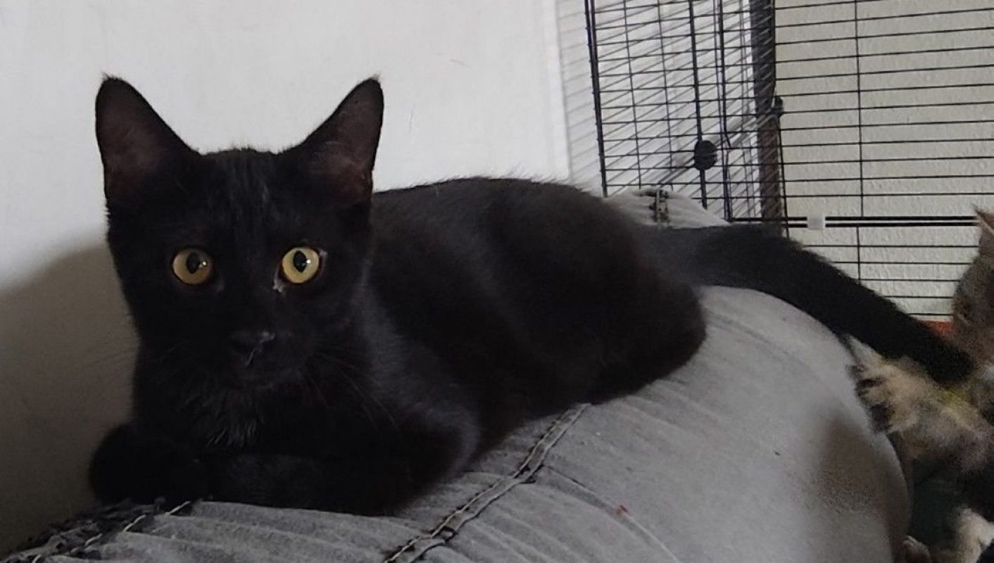 Zorro - Chat à adopter - photo 5