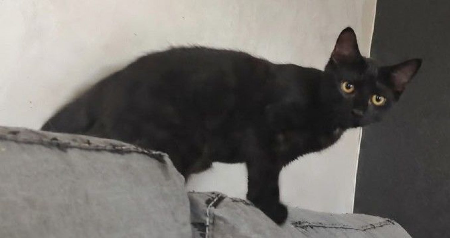 Zorro - Chat à adopter - photo 7