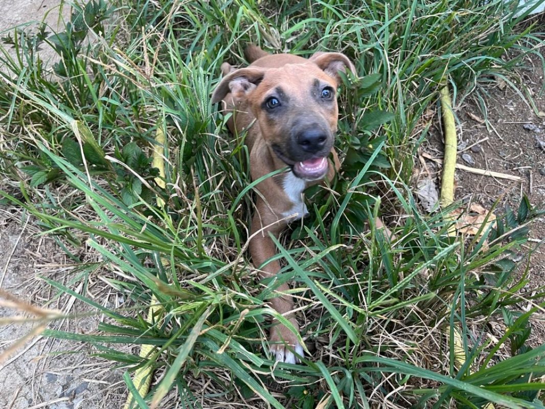 Ostaria - Chien à adopter