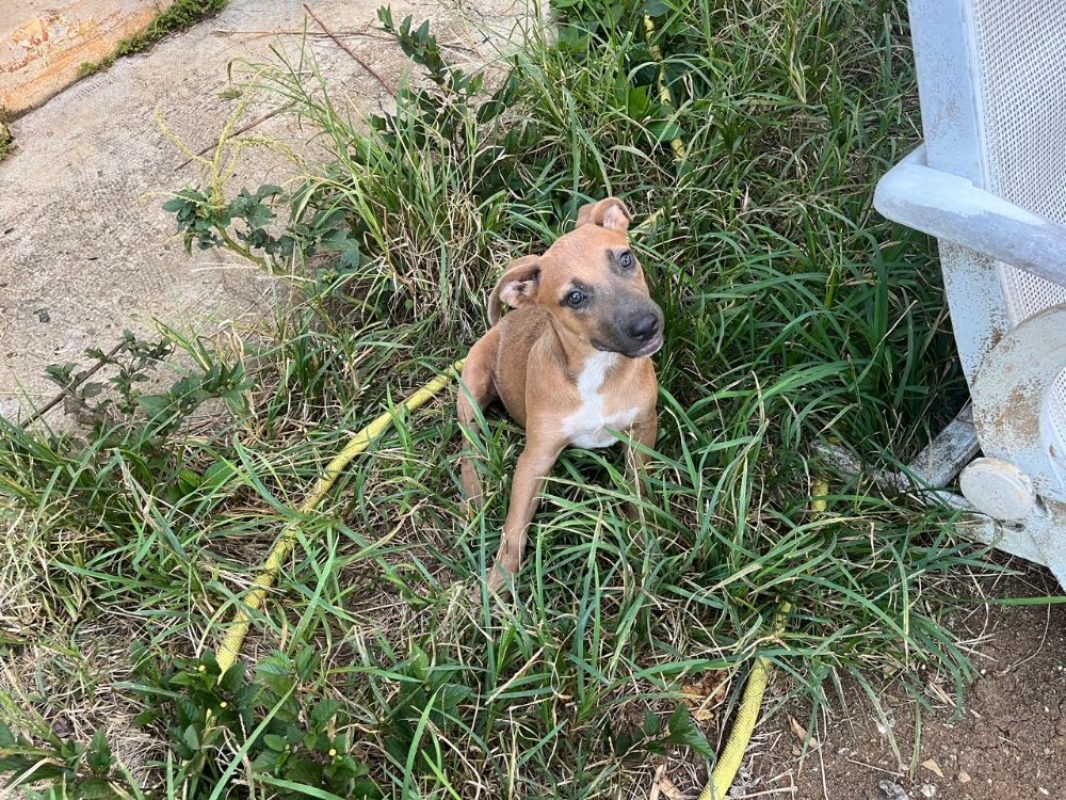 Ostaria - Chien à adopter - photo 2