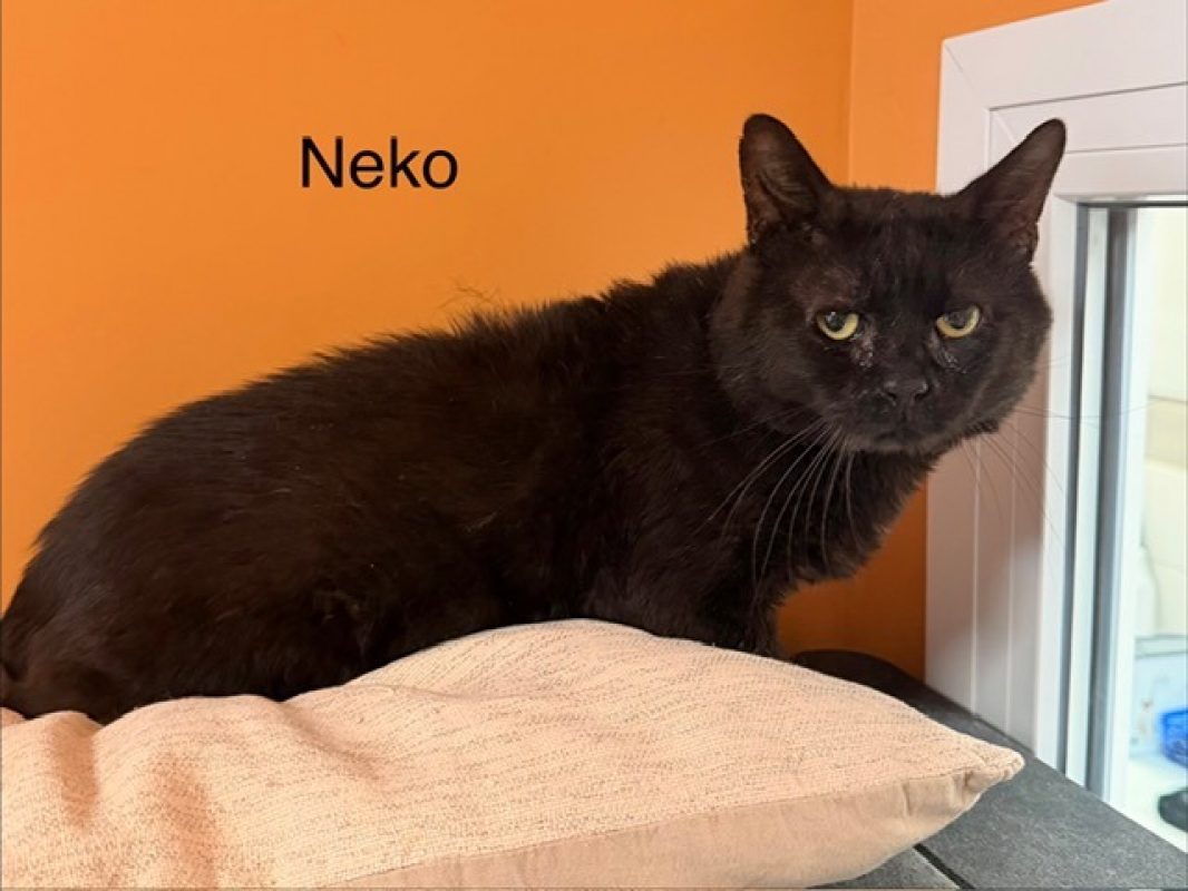 Neko - Chat Européen à adopter