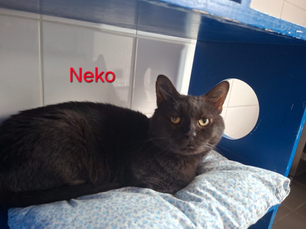 Neko - Chat Européen à adopter
