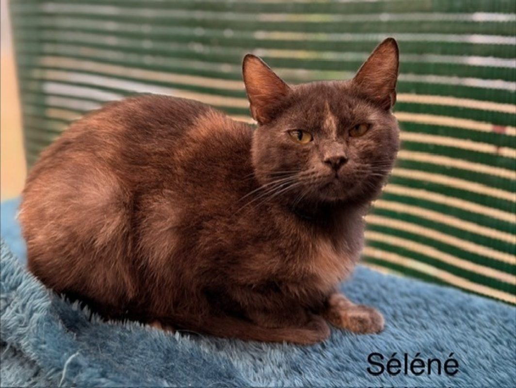 Séléné - Chat Européen à adopter