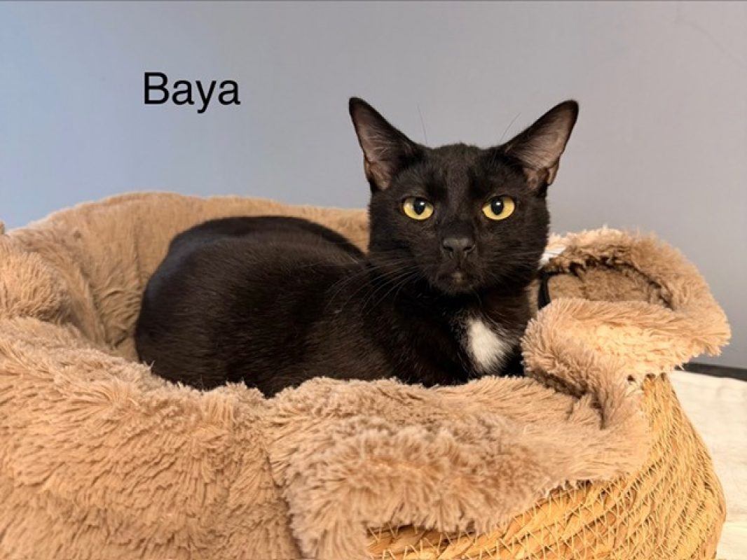 Baya - Chat Européen à adopter