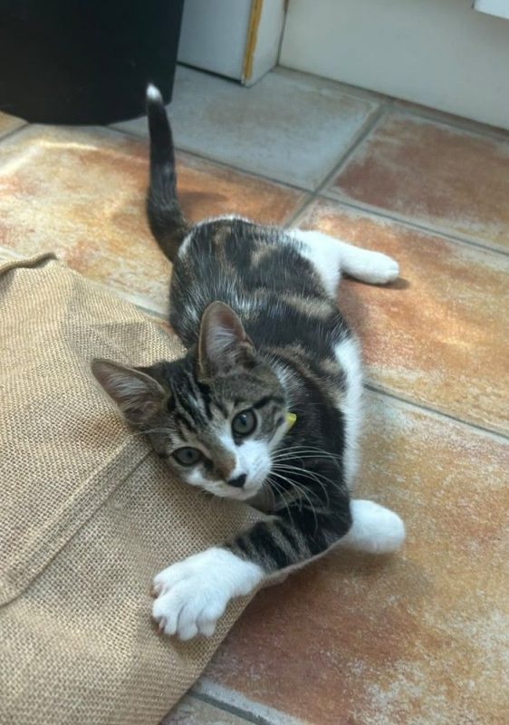 Ficelle - Chat Européen à adopter - photo 2