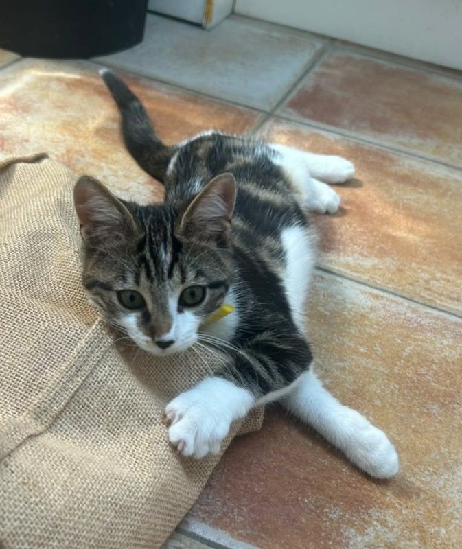 Ficelle - Chat Européen à adopter - photo 5