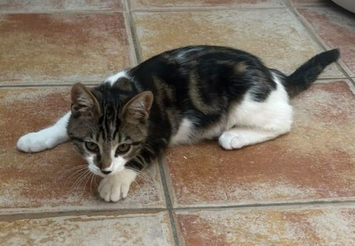 Ficelle - Chat Européen à adopter - photo 4