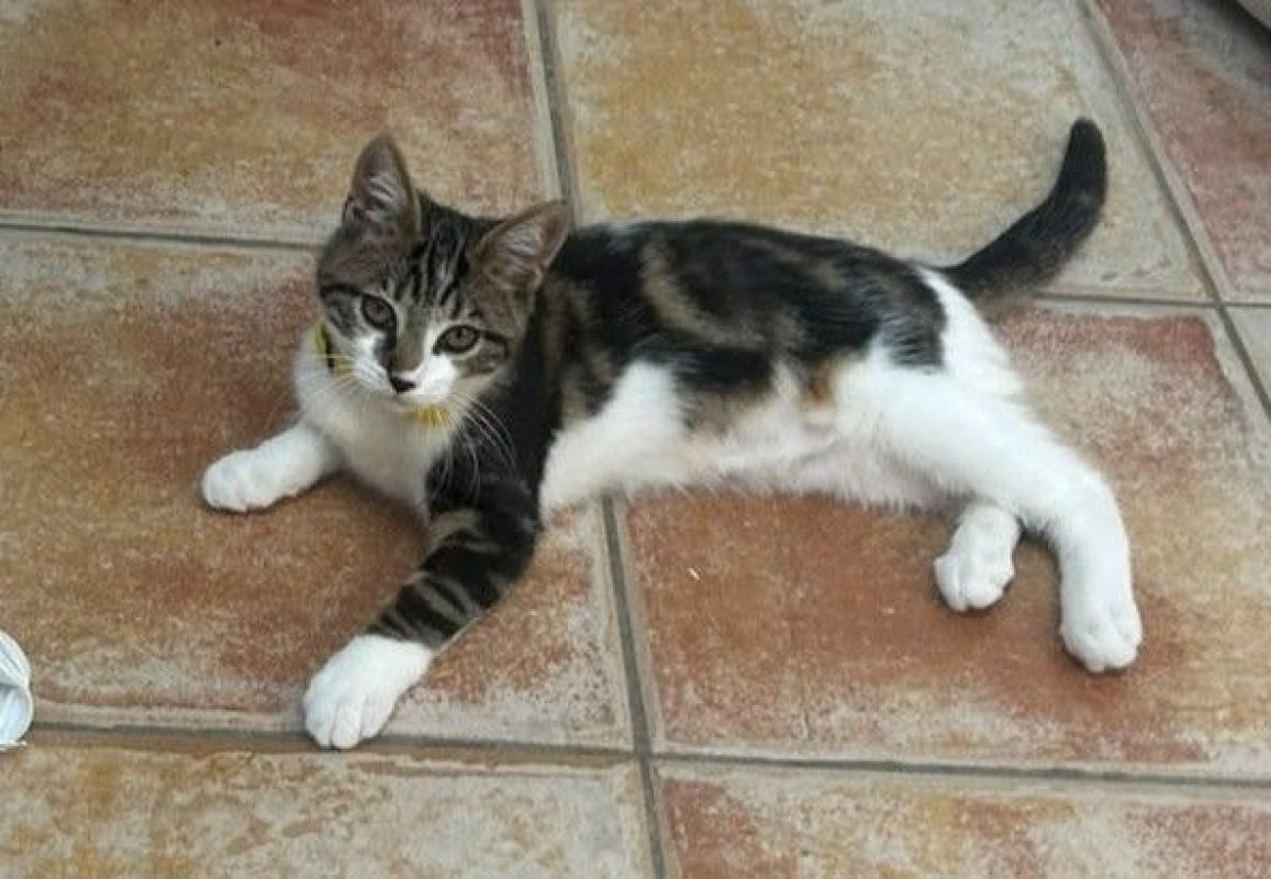 Ficelle - Chat Européen à adopter