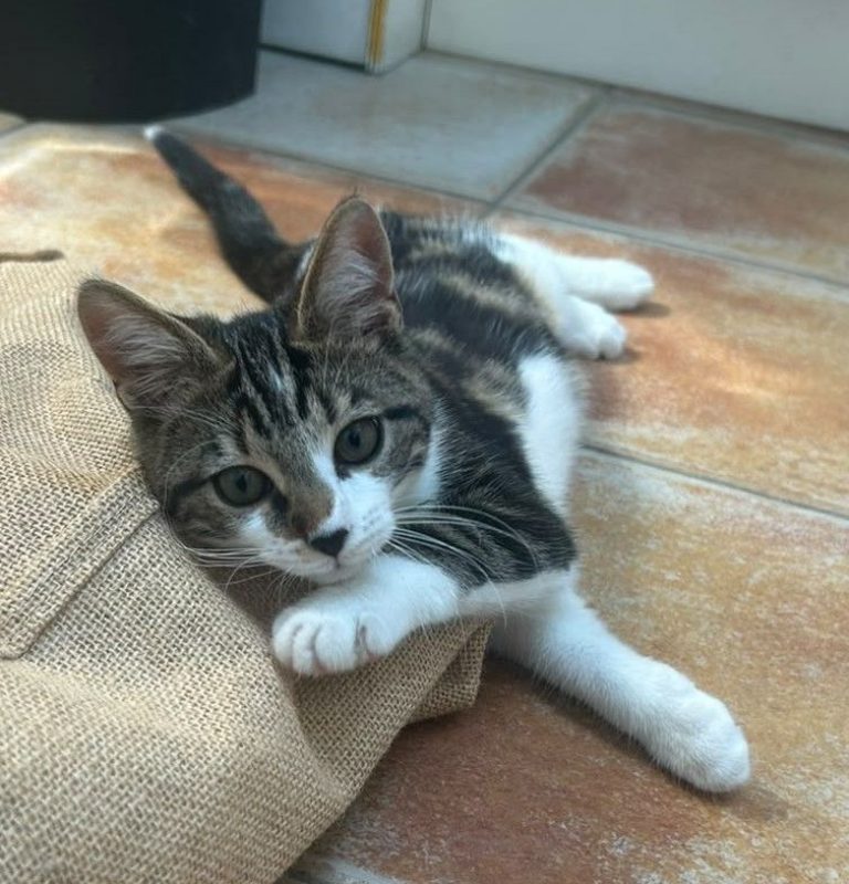Ficelle - Chat Européen à adopter - photo 3