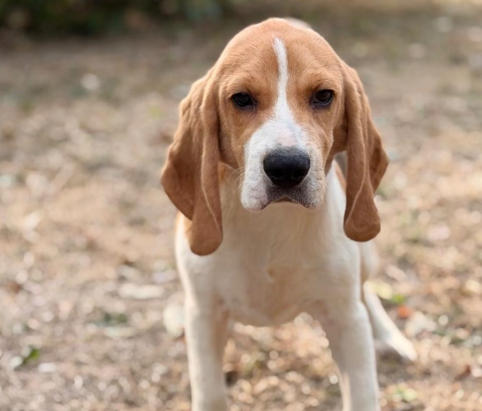 Babou - Chien Beagle à adopter