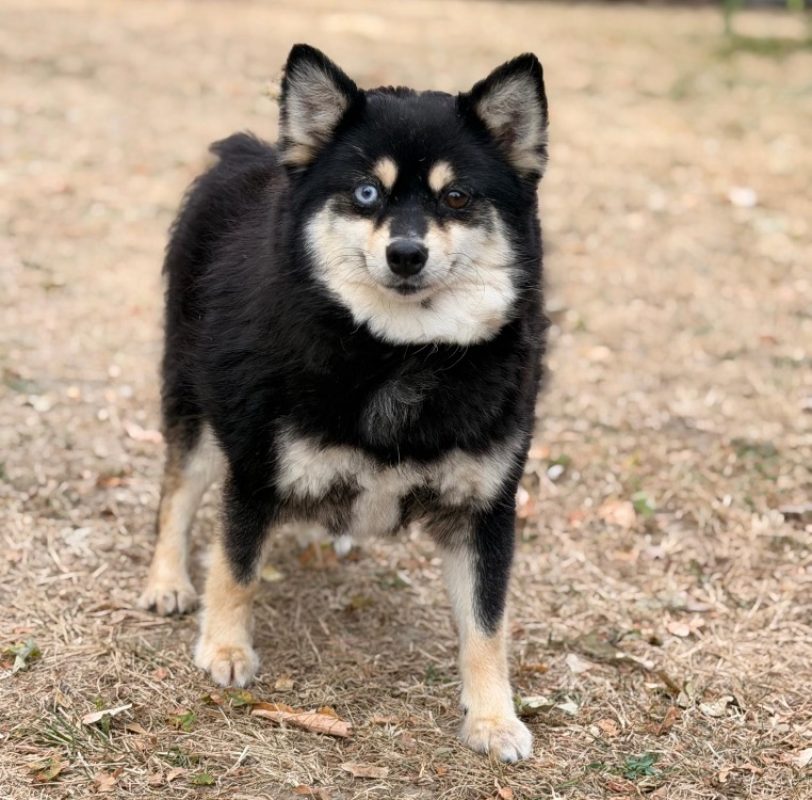Oksi - Chien à adopter
