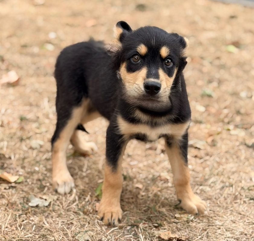Barnabe - Chien à adopter