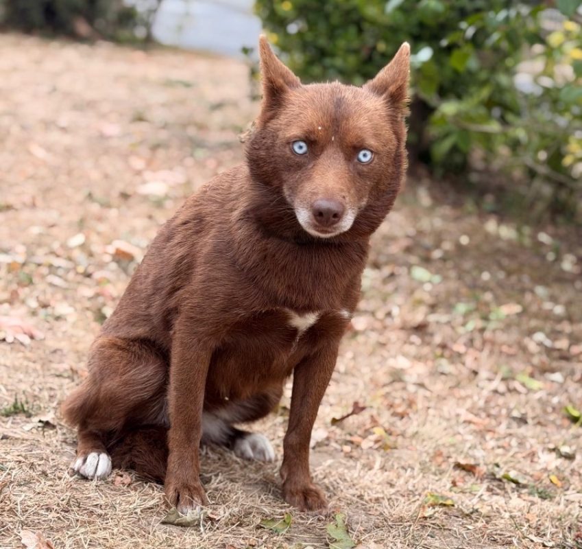 Zia - Chien à adopter