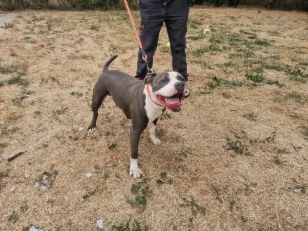 Azul - Chien à adopter