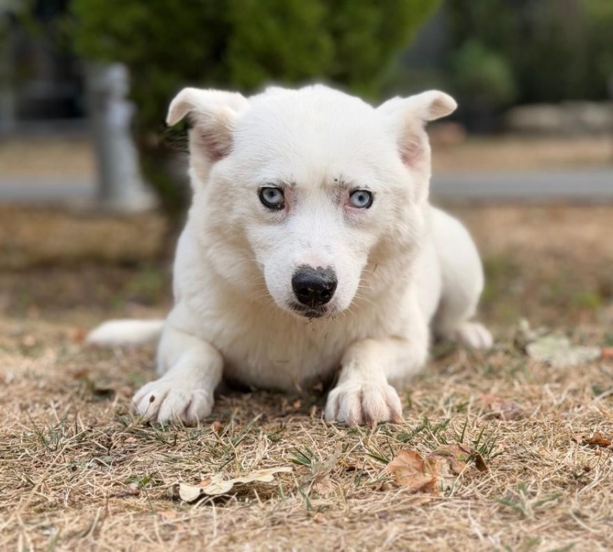 Pinacolata - Chien à adopter