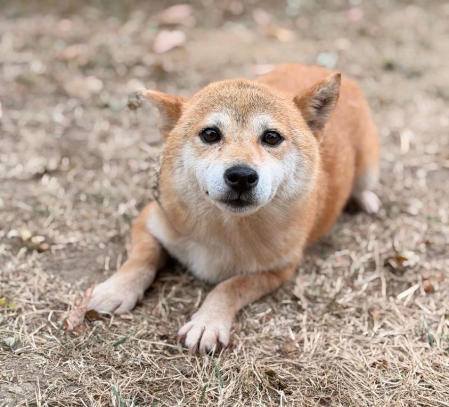 Orka - Chien à adopter