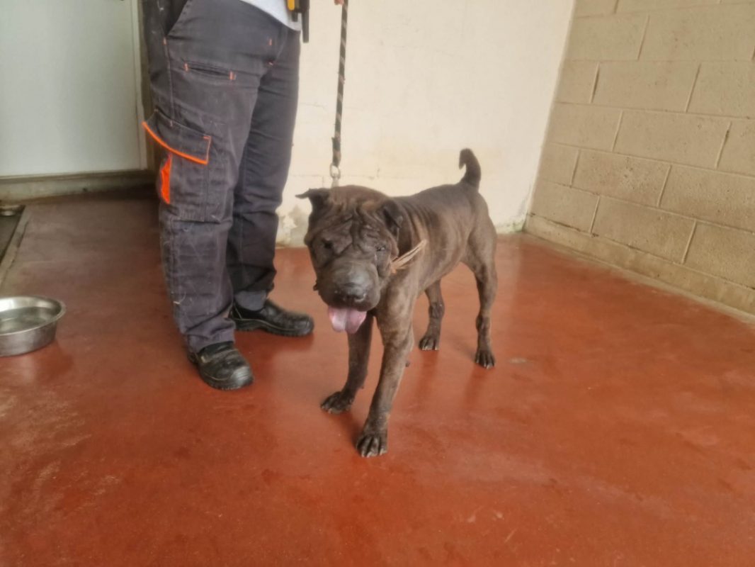 Nobel - Chien à adopter