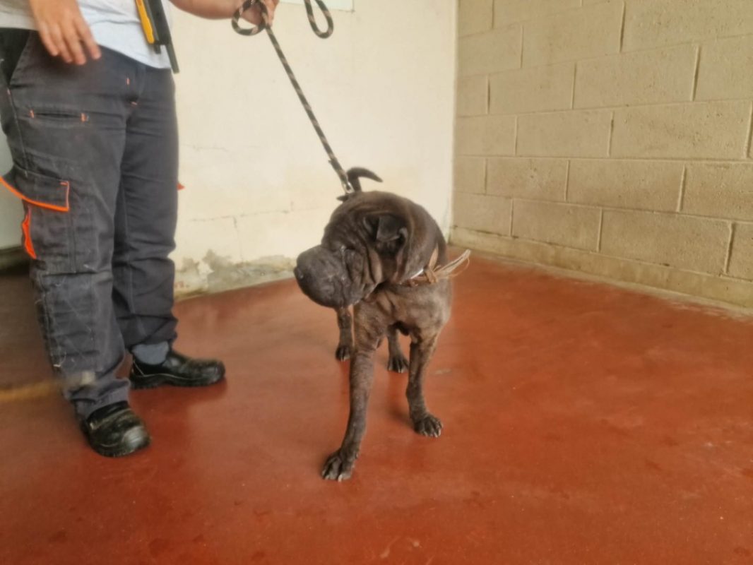 Nobel - Chien à adopter - photo 2