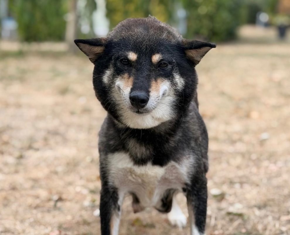 Noirode - Chien à adopter
