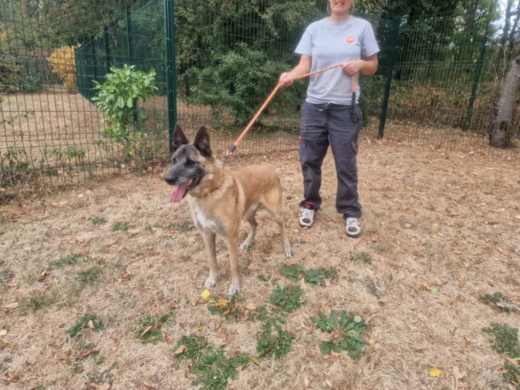 Lobo - Chien Berger Belge Malinois à adopter