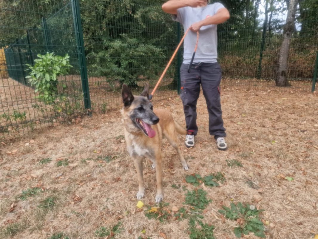 Lobo - Chien Berger Belge Malinois à adopter - photo 2