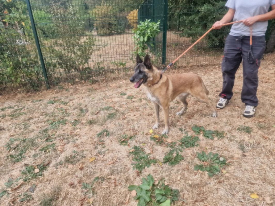 Lobo - Chien Berger Belge Malinois à adopter - photo 3