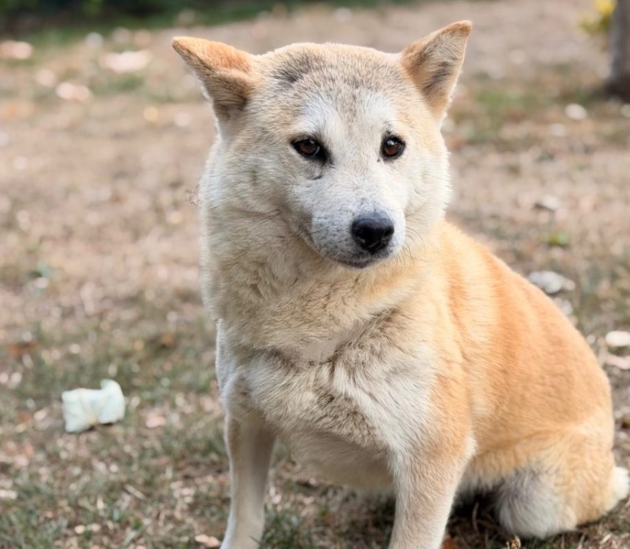Gloria - Chien à adopter