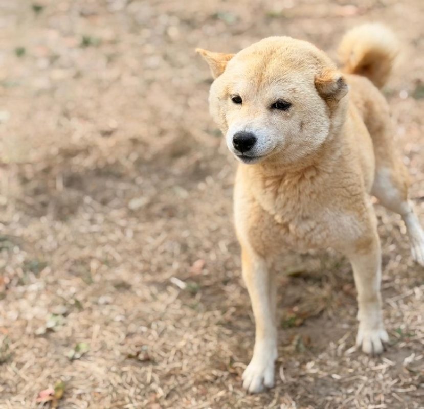 Nikita - Chien à adopter