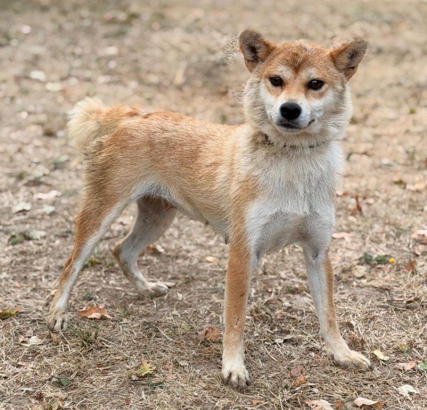 Varkena - Chien à adopter