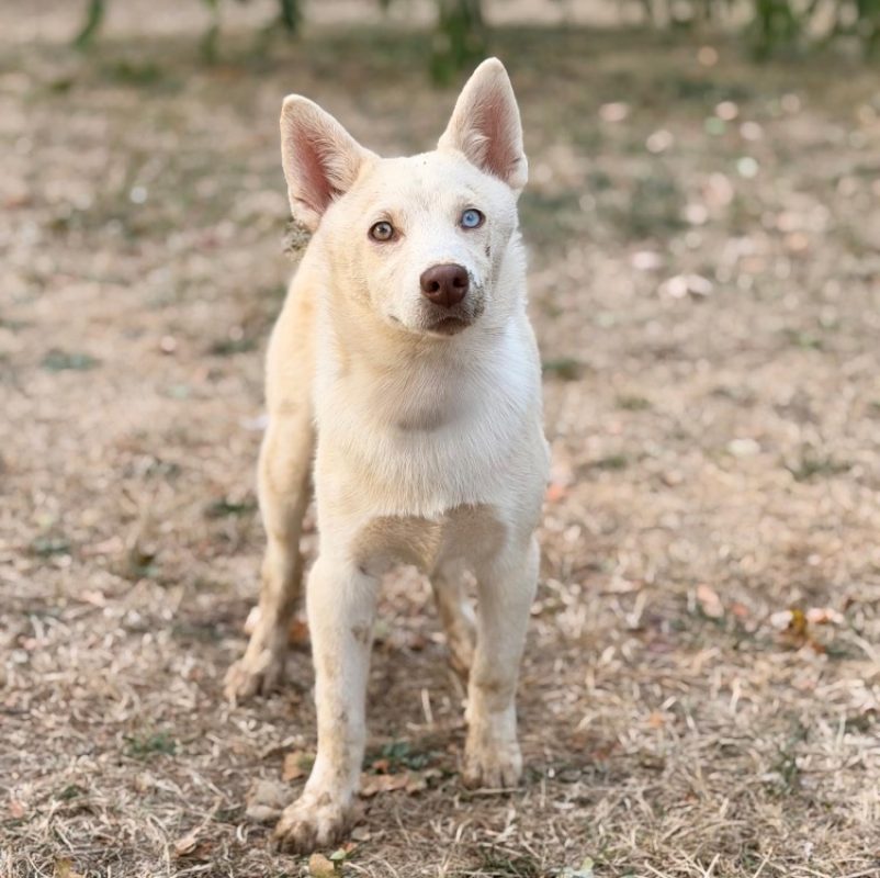Bisous - Chien à adopter